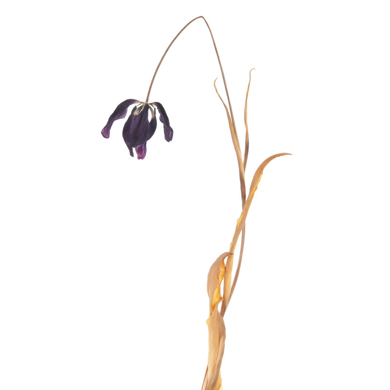 Dead Tulip by GeorgHanf - Wrapped Canvas Print