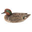 GRAND MALLARD AVEC UNE AILE VERTE