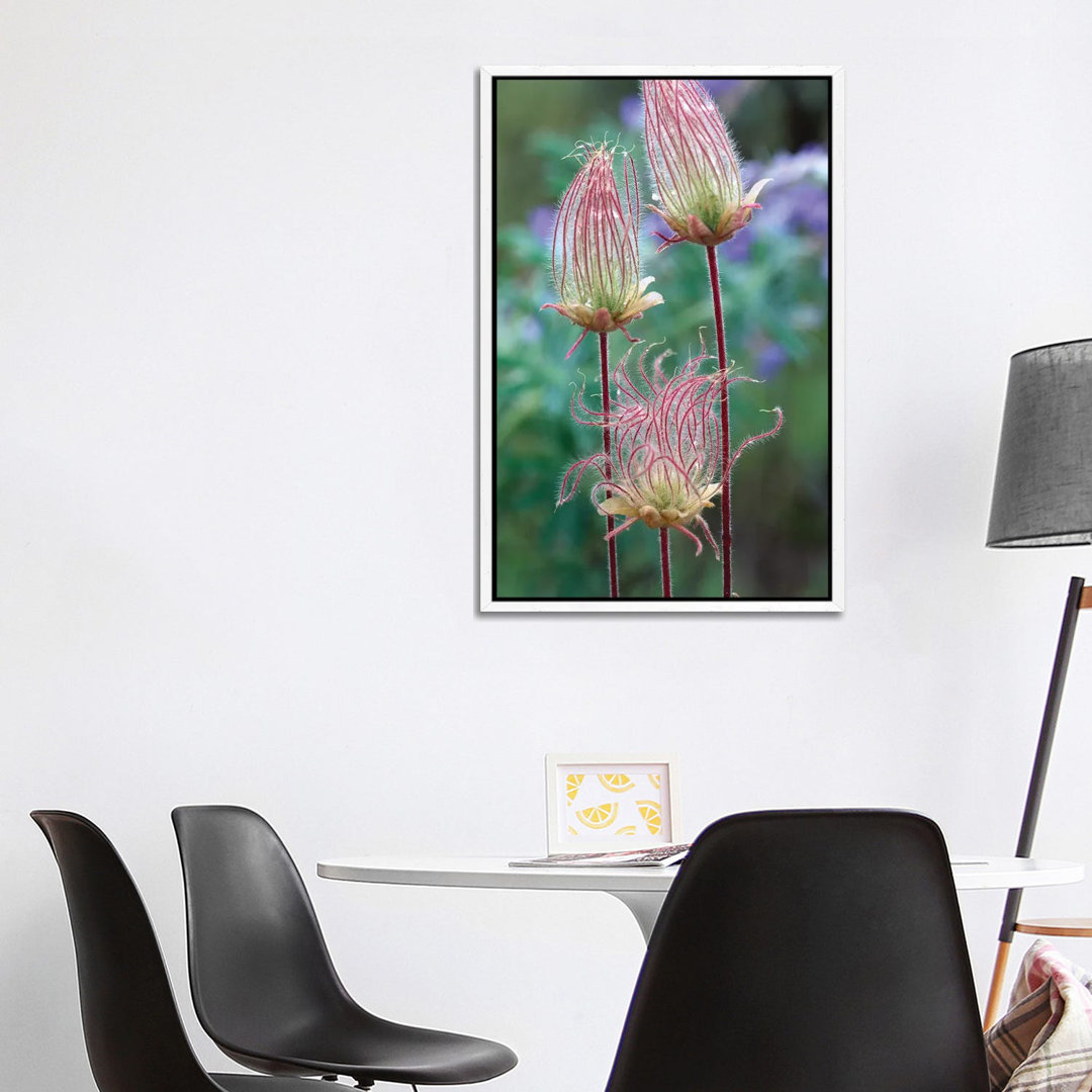 Prairie Smoke, Okanagan Valley, British Columbia, Canada von Tim Fitzharris - Galerie-verpackte Leinwand Giclée auf Lein...