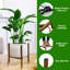 Plant Stand