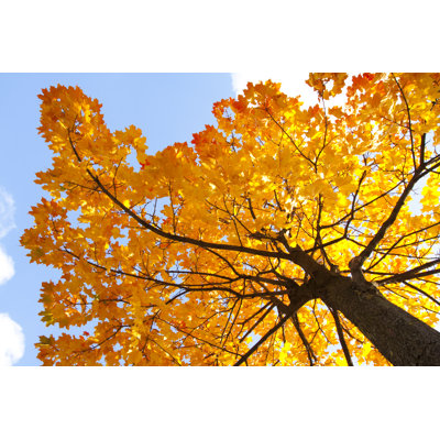 Maple Tree - Wrapped Canvas Print