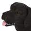 MGO DOG BENCH