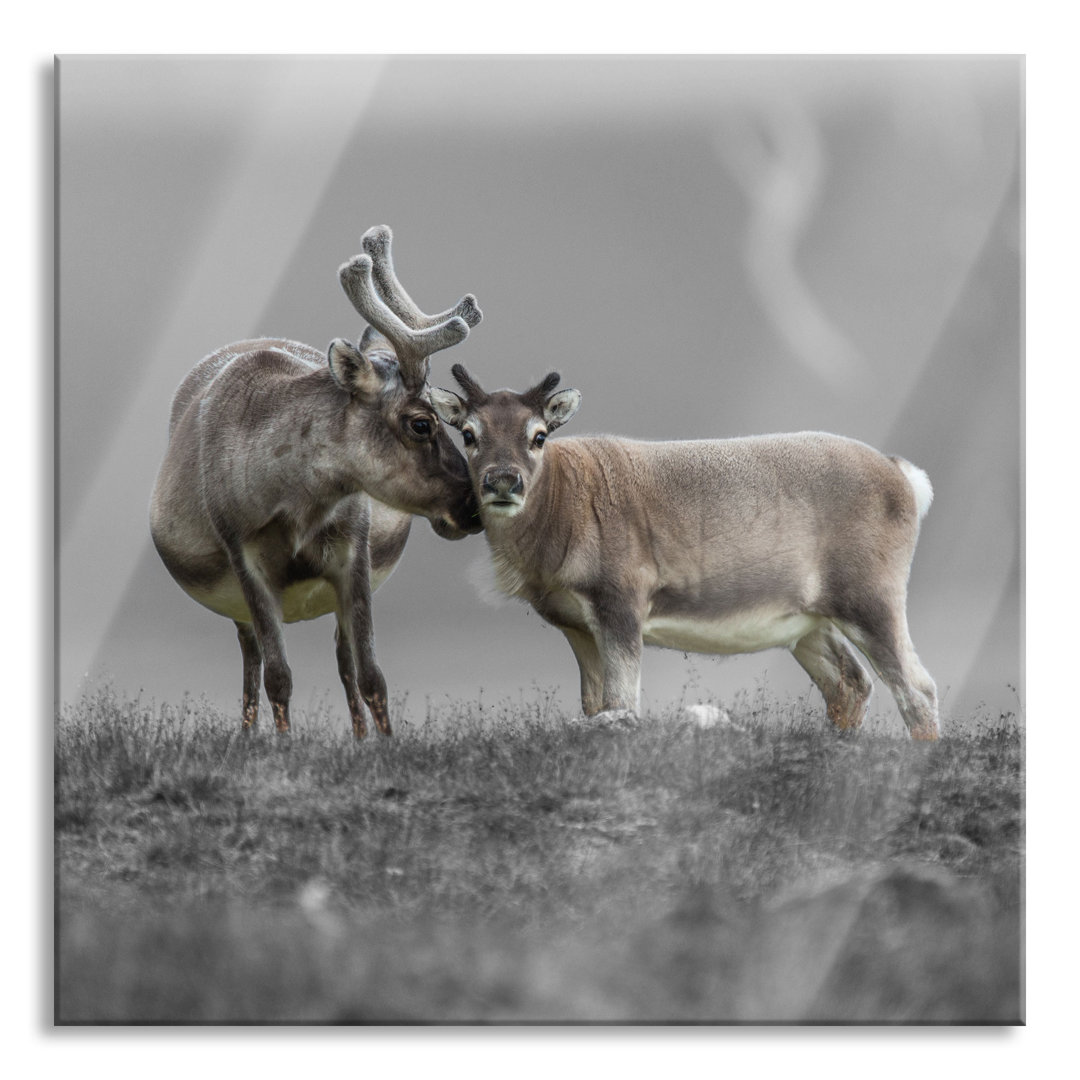 Ungerahmtes Foto auf Glas "Reindeer Snuggling Together"