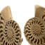 Ammonite Object Decor