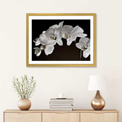 " Orchids "