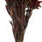 Plumosum Arrangement-94734886