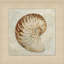 Watercolor Shell 1 Painting