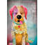 "sit stay love ii" par connie haley, reproduction d’art sur toile tendue-18065766