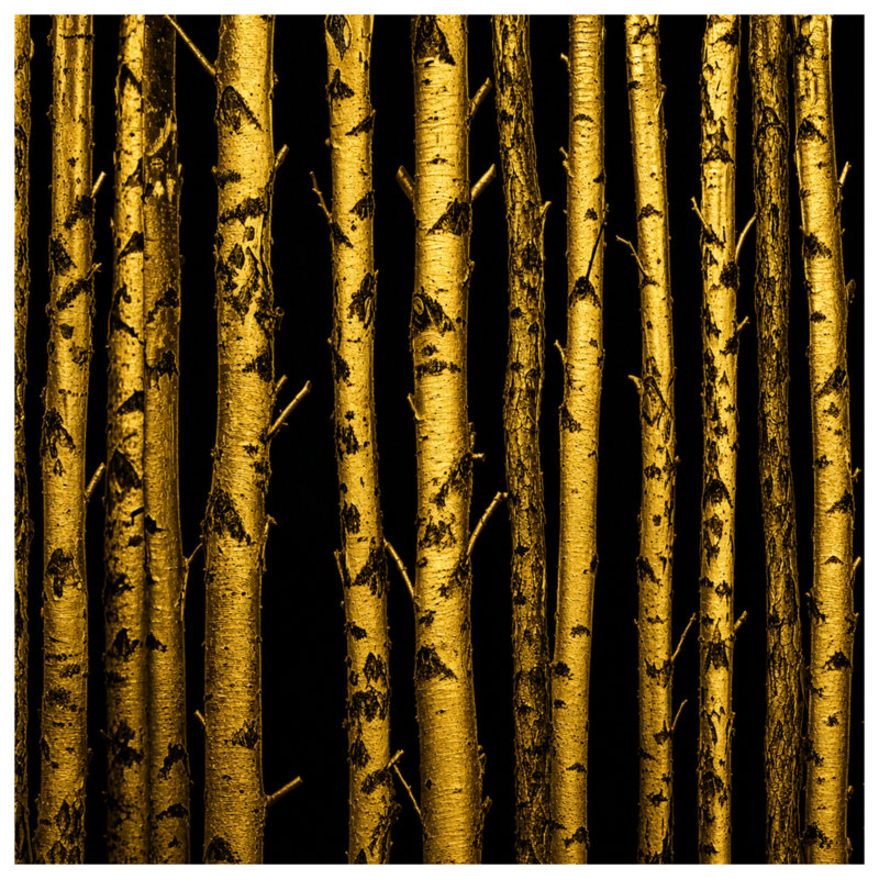 Golden Birch Trees Blankets, 50in W x 60in H