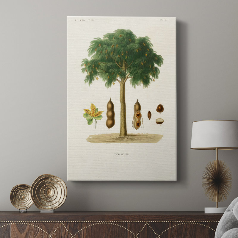 Arbre antique avec fruitier - Cavas enveloppés de galerie, H 60 po x l 40 po