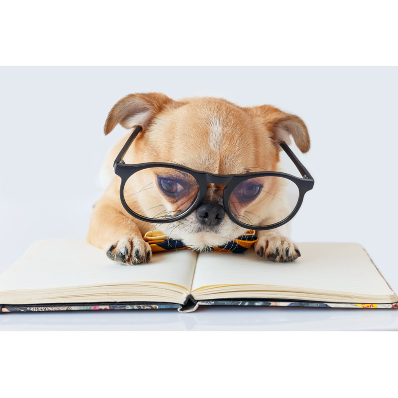 Chihuahua Offert Dog - Photographie sur toile tendue, H 8 po x l 12 po