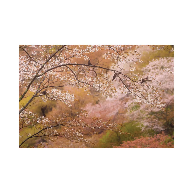 Spring In Japan XXII by Daniel Kordan - Wrapped Canvas Print, 20.32 cm H x 30.48 cm W