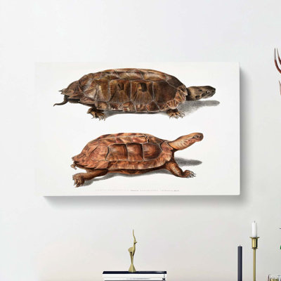 Two Terrapins by John Edward Gray - Wrapped Canvas