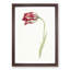 Pink Tulip Flower by Jean Bernard - Picture Frame Painting Print-55601138-55601139