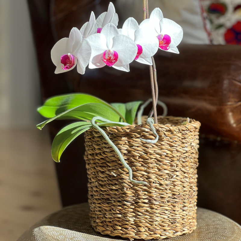 Made by Nature Plant Baskets