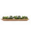 7" Artificial Succulent in Ship Bowl