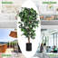 Coffres décoratifs pour bureau en ficus artificiel 6 pi Primrue