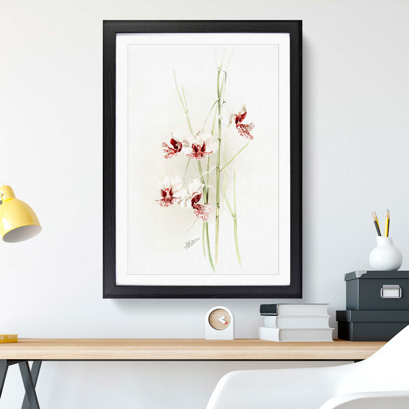 Magnolia Flowers Illustration Tab.74 by Frederick Sander - Picture Frame Art Print, 60cm H x 40cm W x 2cm D, Black