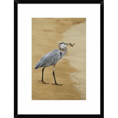 Great Blue Heron Eating a Green Sea Turtle Hatchling, Galapagos Islands, Ecuador' Framed Photographic Print -  Global Gallery, DPF-452309-1218-266 Wall Art