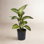 Dumb Cane in Nursery Pot