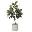 Arbre de magnolia 51 po