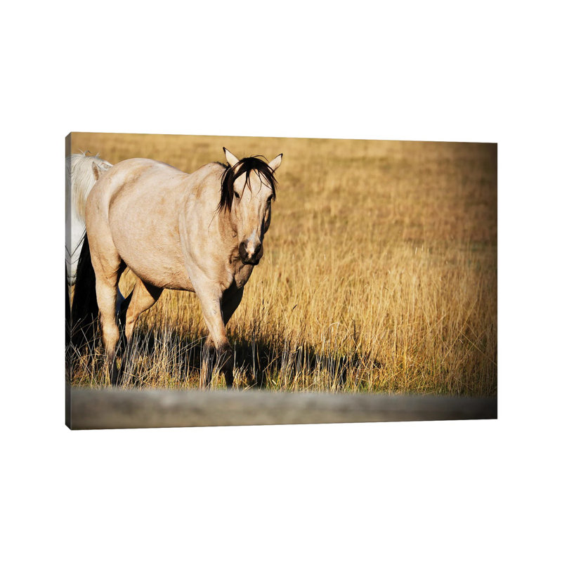 Single Tan Horse by Susan Vizvary - Wrapped Canvas Print, 20.32 cm H x 30.48 cm W