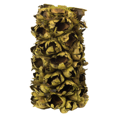 Primrue 10-12" Giant Seed Pod Segment - small, 1 piece, Dried