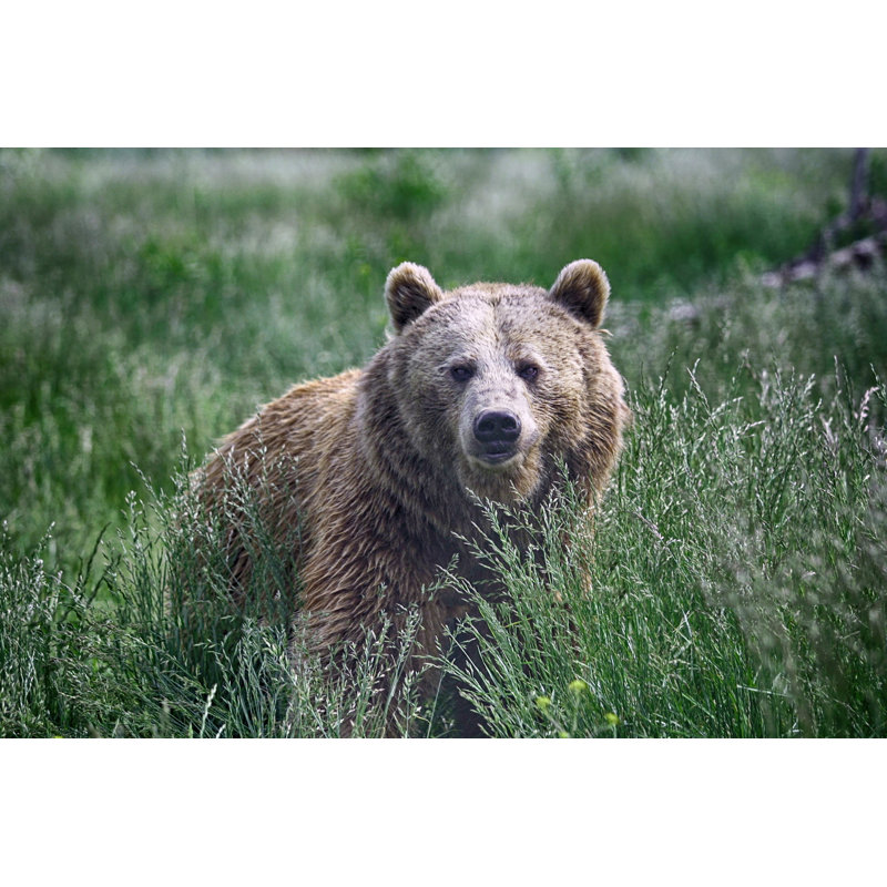 Grizzly Bear - Wrapped Canvas Print, 30cm H x 46cm W x 3.8cm D