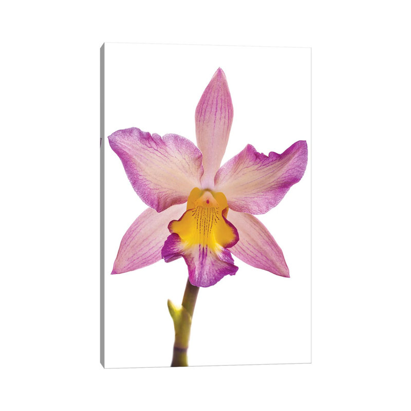 Close-up Of Orchid Flowers In Bloom by Panoramic Images - Gallery-Wrapped Canvas Giclée on Canvas, No Frame