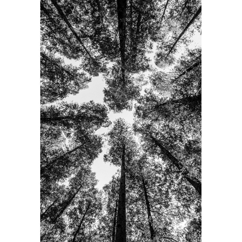 Arbres dans la forêt regardant droit, circulaire, noir et blanc, H 36 po x l 24 po x P 1,5 po