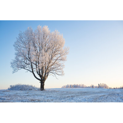 Snow covered oak tree and field