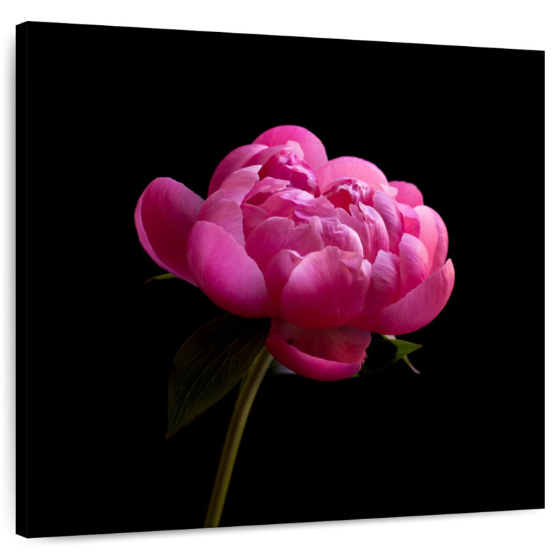 Pivoine rose foncé Arney, H 20 po x l 20 po
