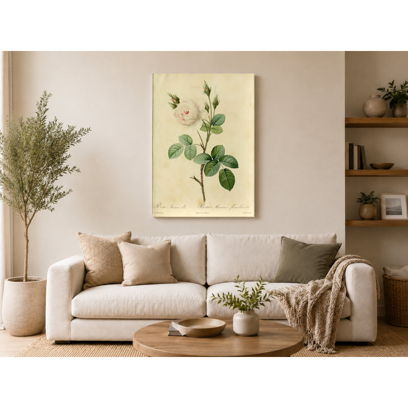 Rosa Muscosa Alba / Rosier Mousseux à Fleurs Blanches, 20" W x 16" H