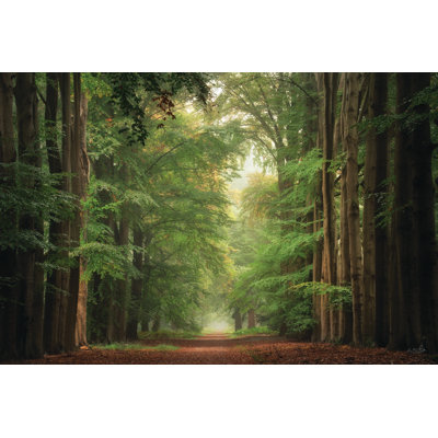 Forest Bound