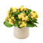Kalanchoe Arrangement in Fiberstone Pot-1078803485
