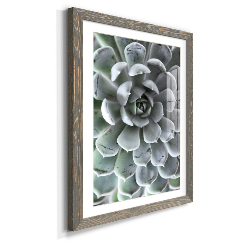 Zen Succulent III - reproduction de photo sur papier encadrée, H 37,5 po x l 27,5 po x P 1,5 po, gris