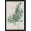 Palmier botanique IV - Peinture-677903366-677903390
