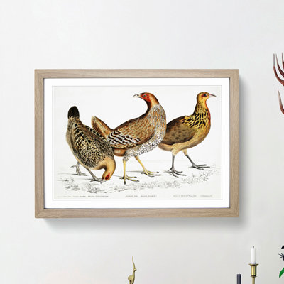Illustration of Hens by John Edward Gray - Picture Frame Painting Print