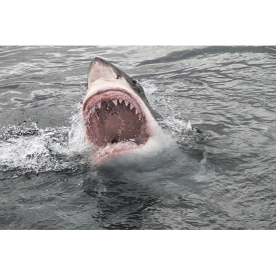 Great White Shark by Svetolk - Wrapped Canvas Print