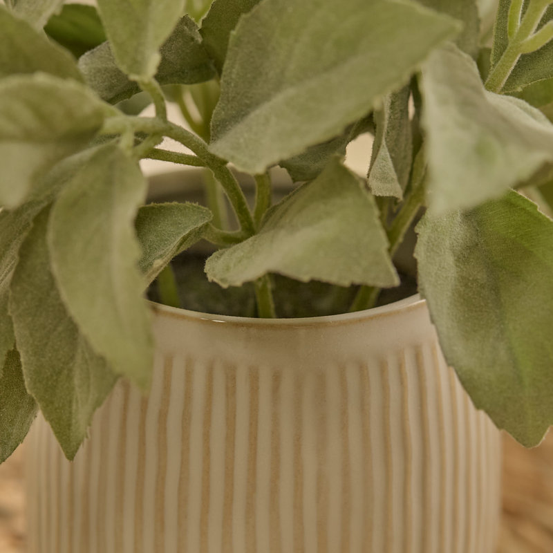 21cm Plant