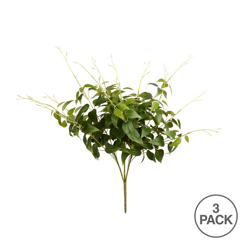 Clematis Plant