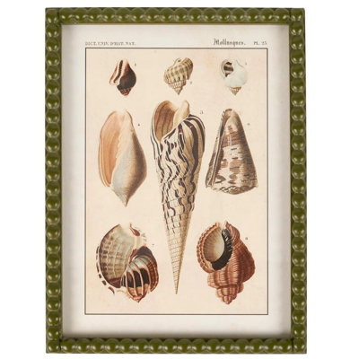 Conch Study, art mural encadré