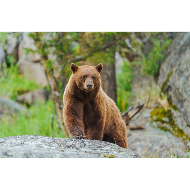 Cinnamon American Black Bear by FluidMediaFactory - Wrapped Canvas Print, 30cm H x 46cm W