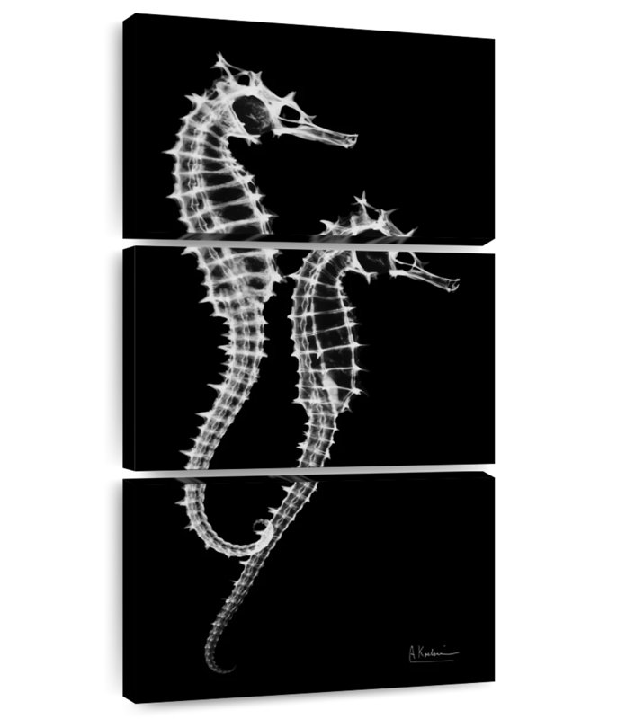 Sea Sea Xray, H 44 po x l 21 po