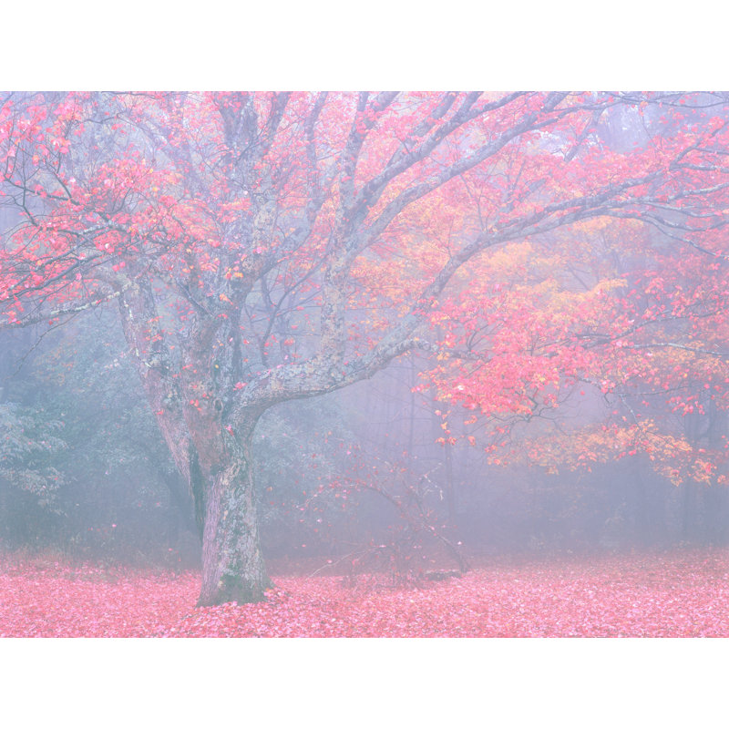 " Autumn Portrait Blue Ridge Parkway #6 ", 24" H x 32" W x 1.5" D, Wrapped Canvas, No Mat