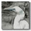 Aigrette solennelle II sur toile-1513145181