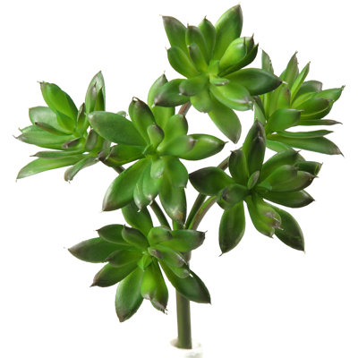 Plante succulent echeveria