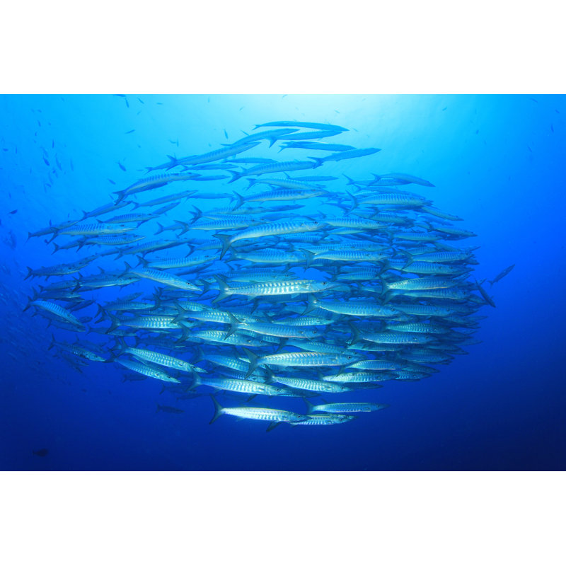 Barracuda Fish by Richcarey - Wrapped Canvas Print, 30cm H x 46cm W x 3.8cm D