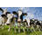 Herd Of Curious Cows by Lightstock - Wrapped Canvas Print-354419049