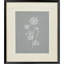 Cinelli Nature's Gift I S / 2